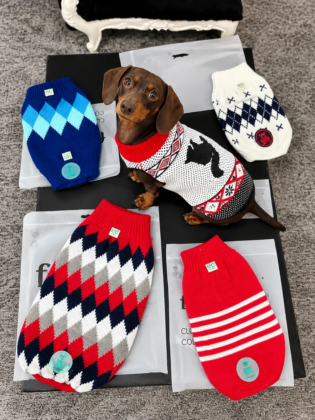 Cão com camisola de malha entre peças de vestuário